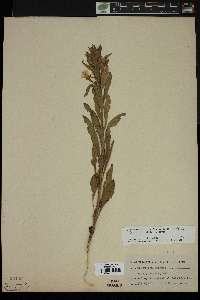 Oenothera villosa subsp. strigosa image