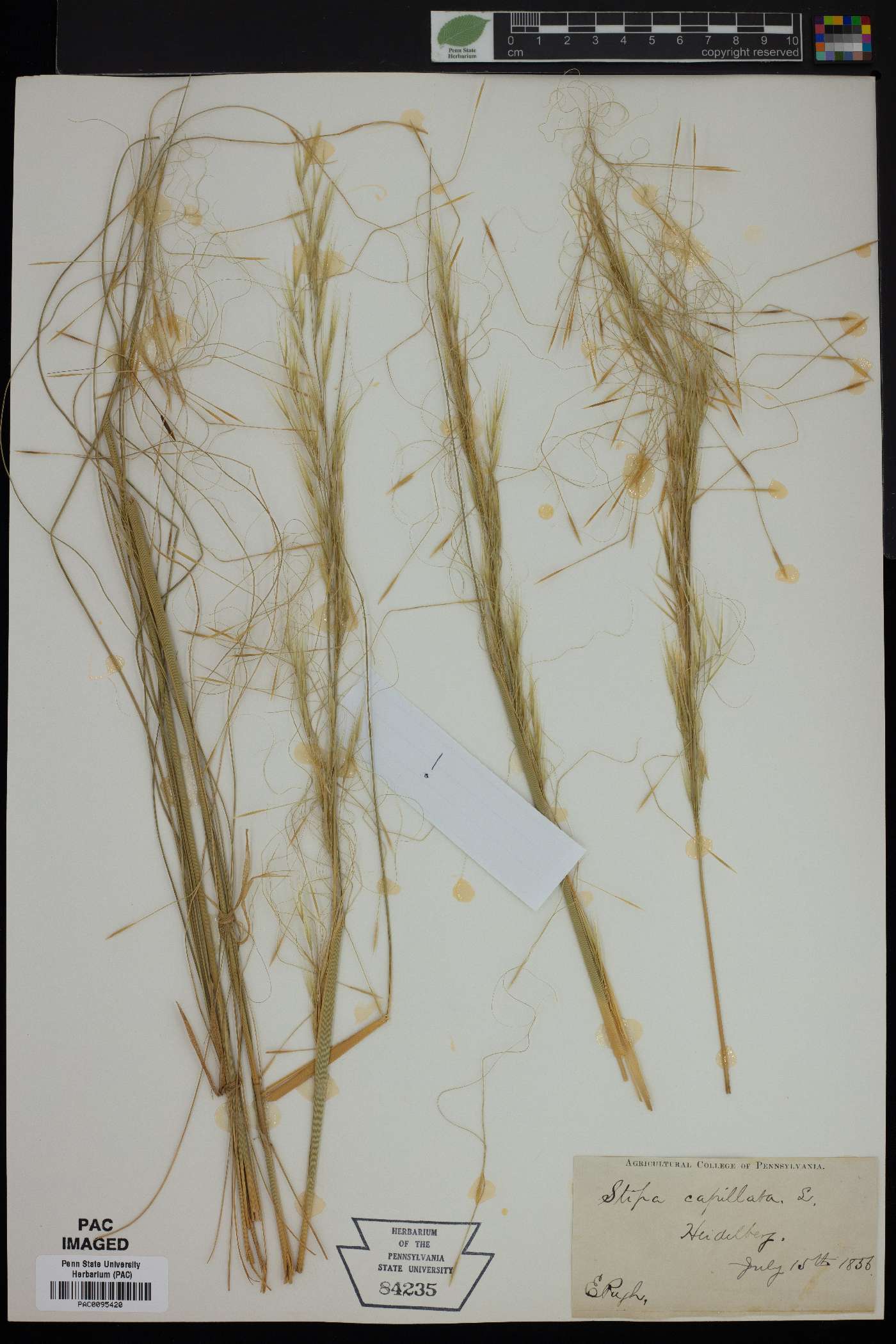 Stipa capillata image