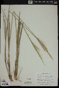 Trachypogon spicatus image