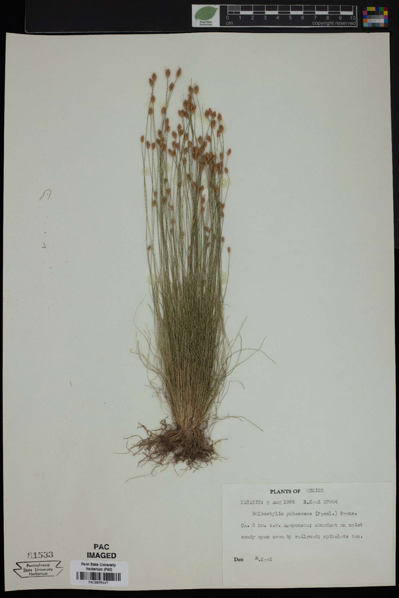 Bulbostylis pubescens image