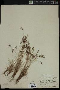 Bulbostylis tenuifolia image