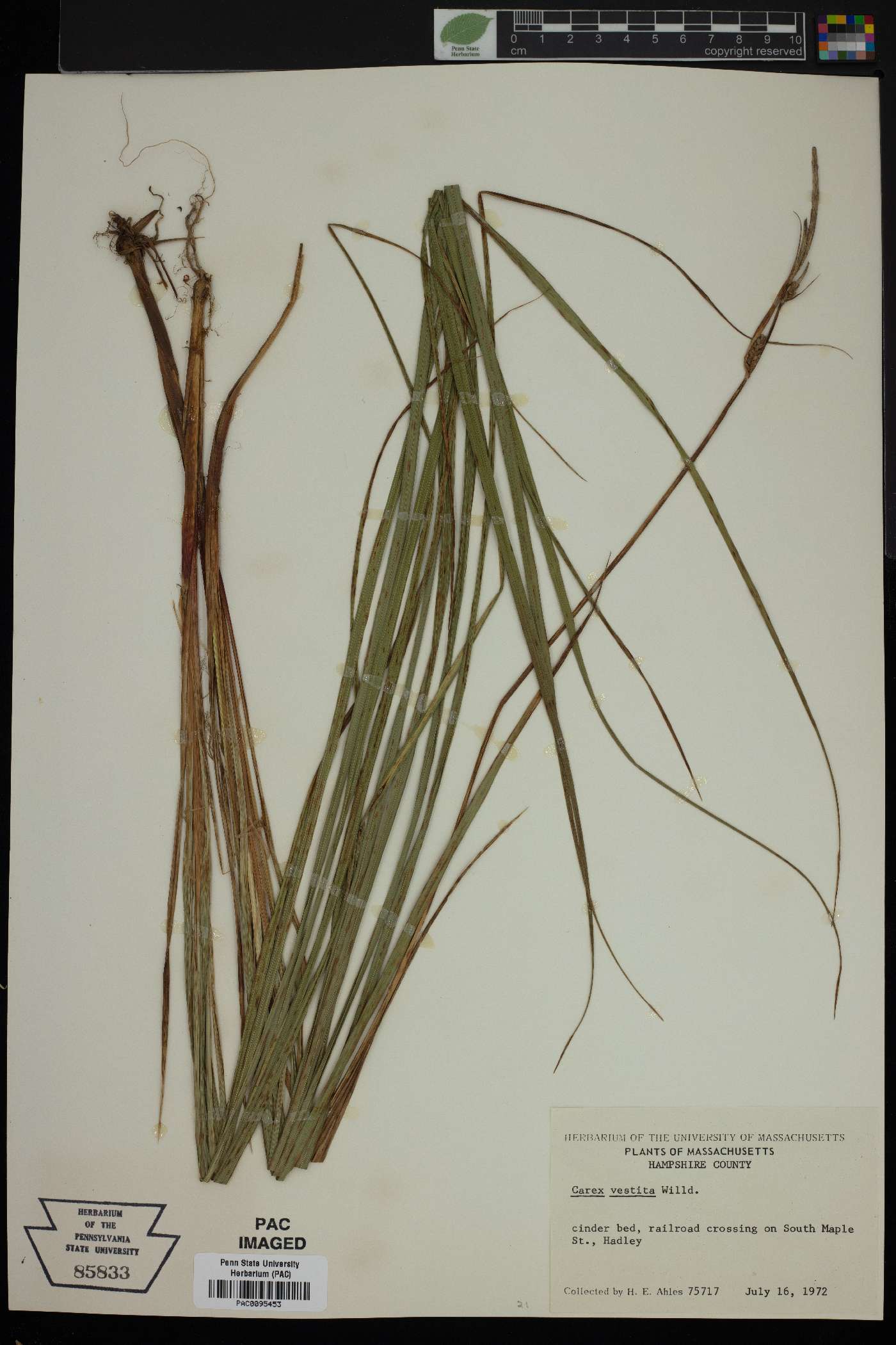 Carex vestita image