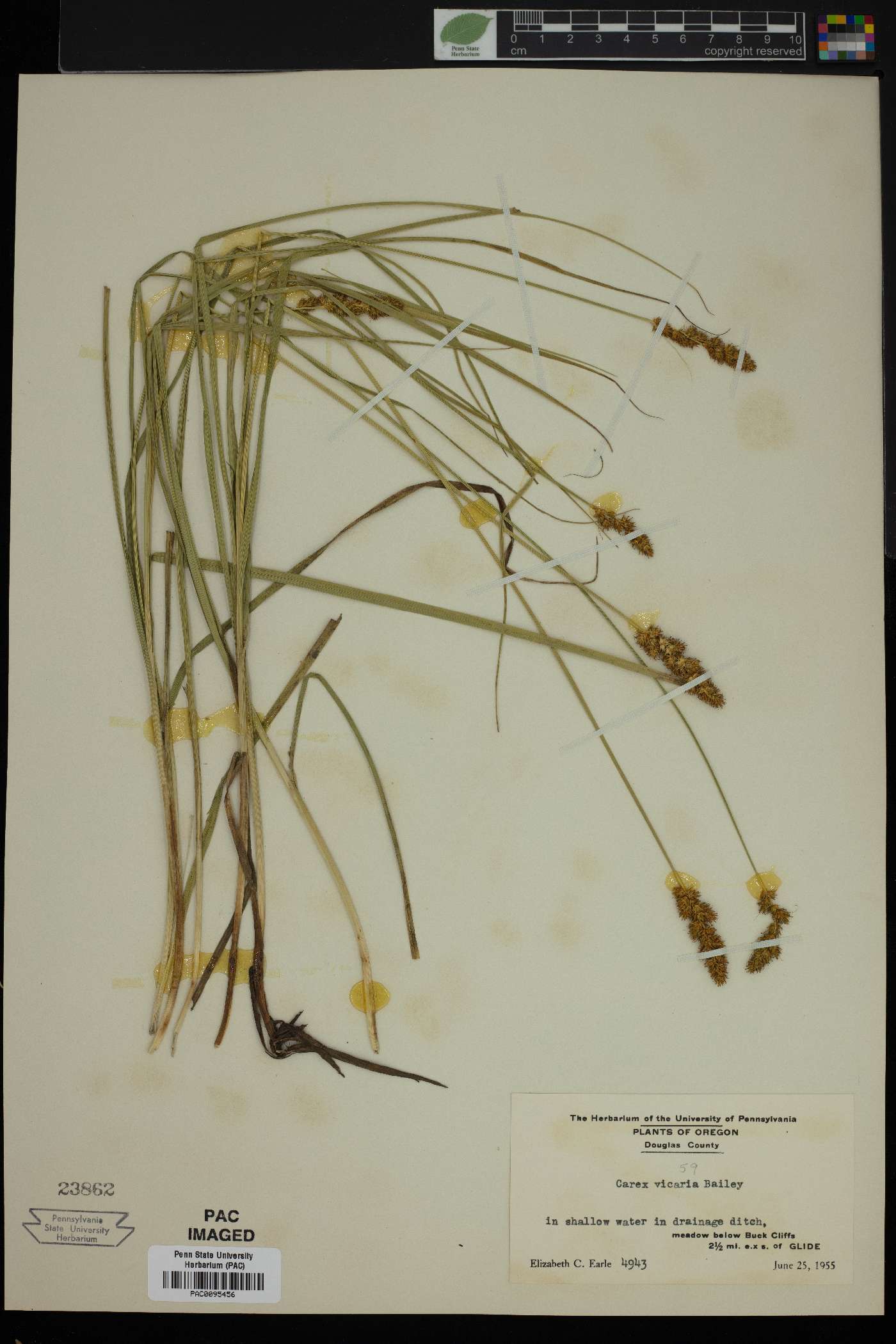 Carex vicaria image