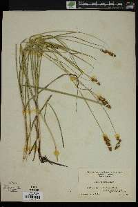 Carex vicaria image