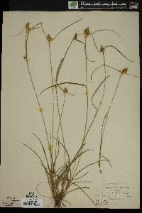 Carex viridula image