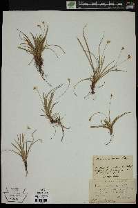 Carex ornithopoda image