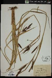 Carex riparia image