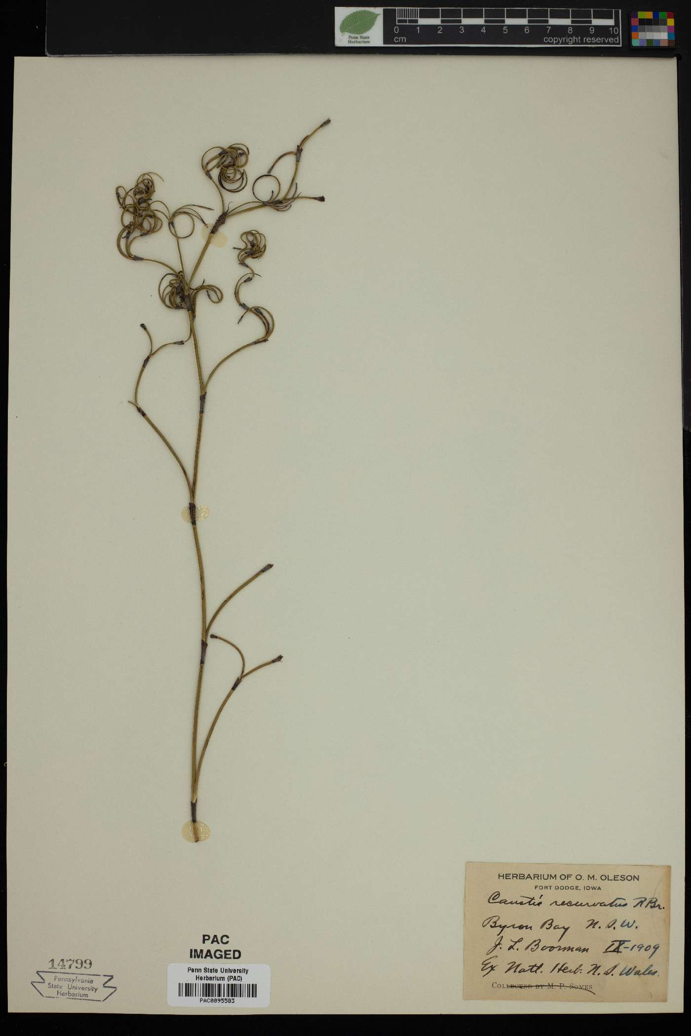 Caustis recurvata image
