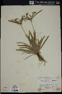 Cyperus diffusus image