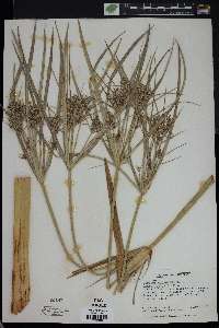 Cyperus giganteus image