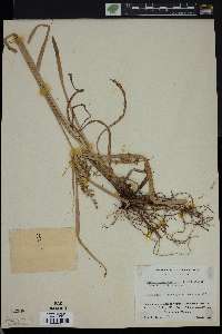 Cyperus hermaphroditus image