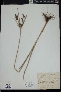 Cyperus mutisii image