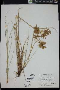 Cyperus unioloides image