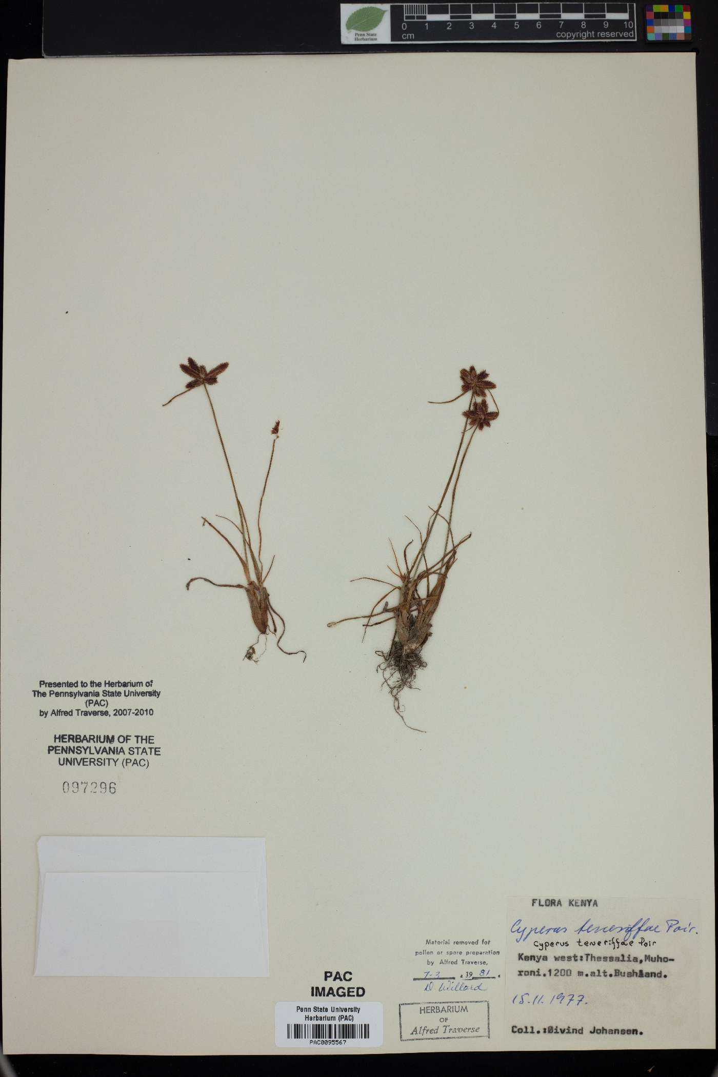 Cyperus rubicundus image