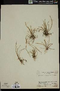 Eleocharis geniculata image