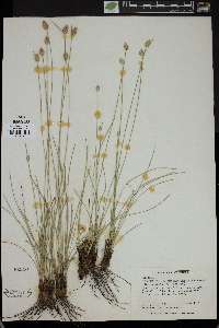 Fimbristylis monostachya image