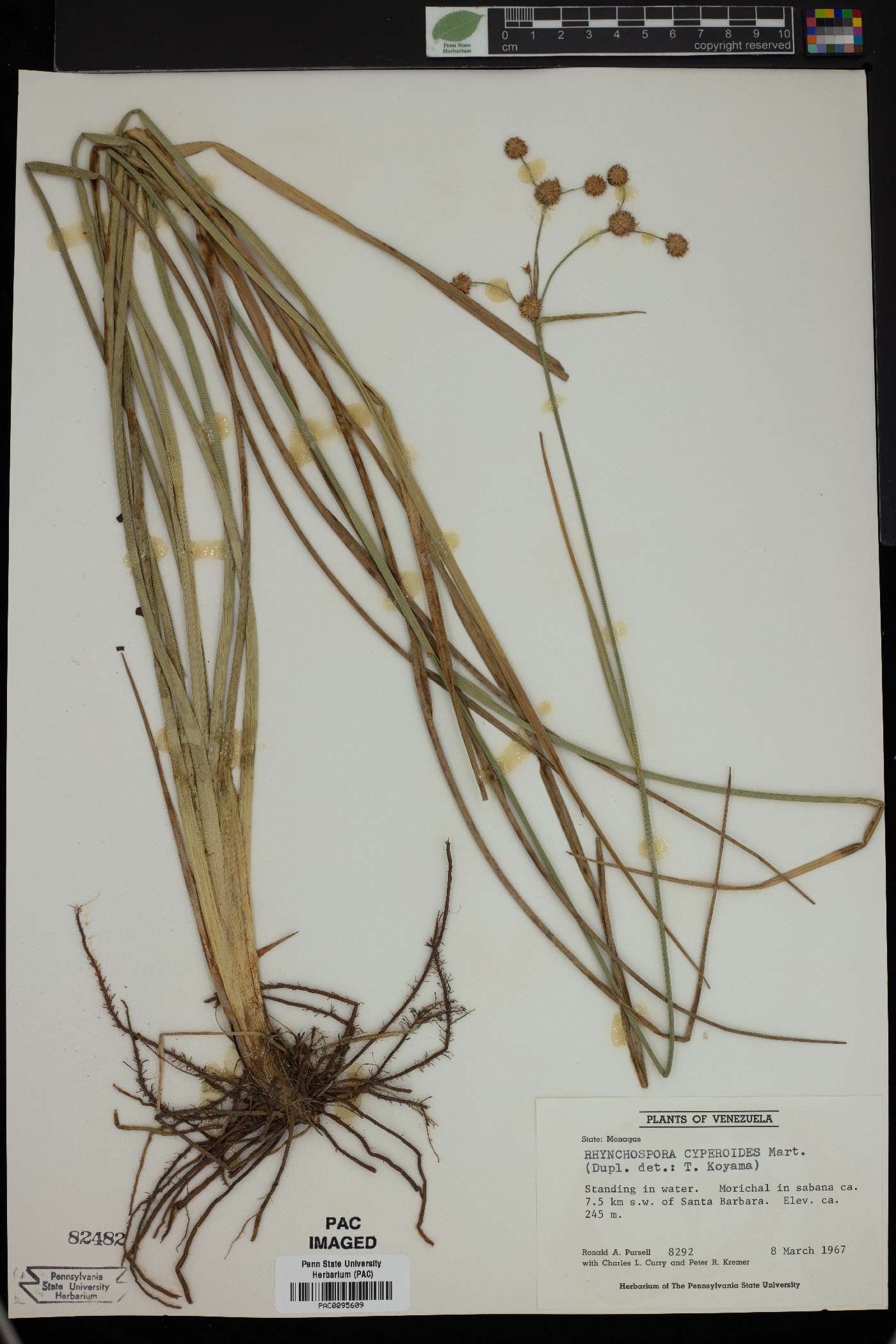 Rhynchospora cyperoides image