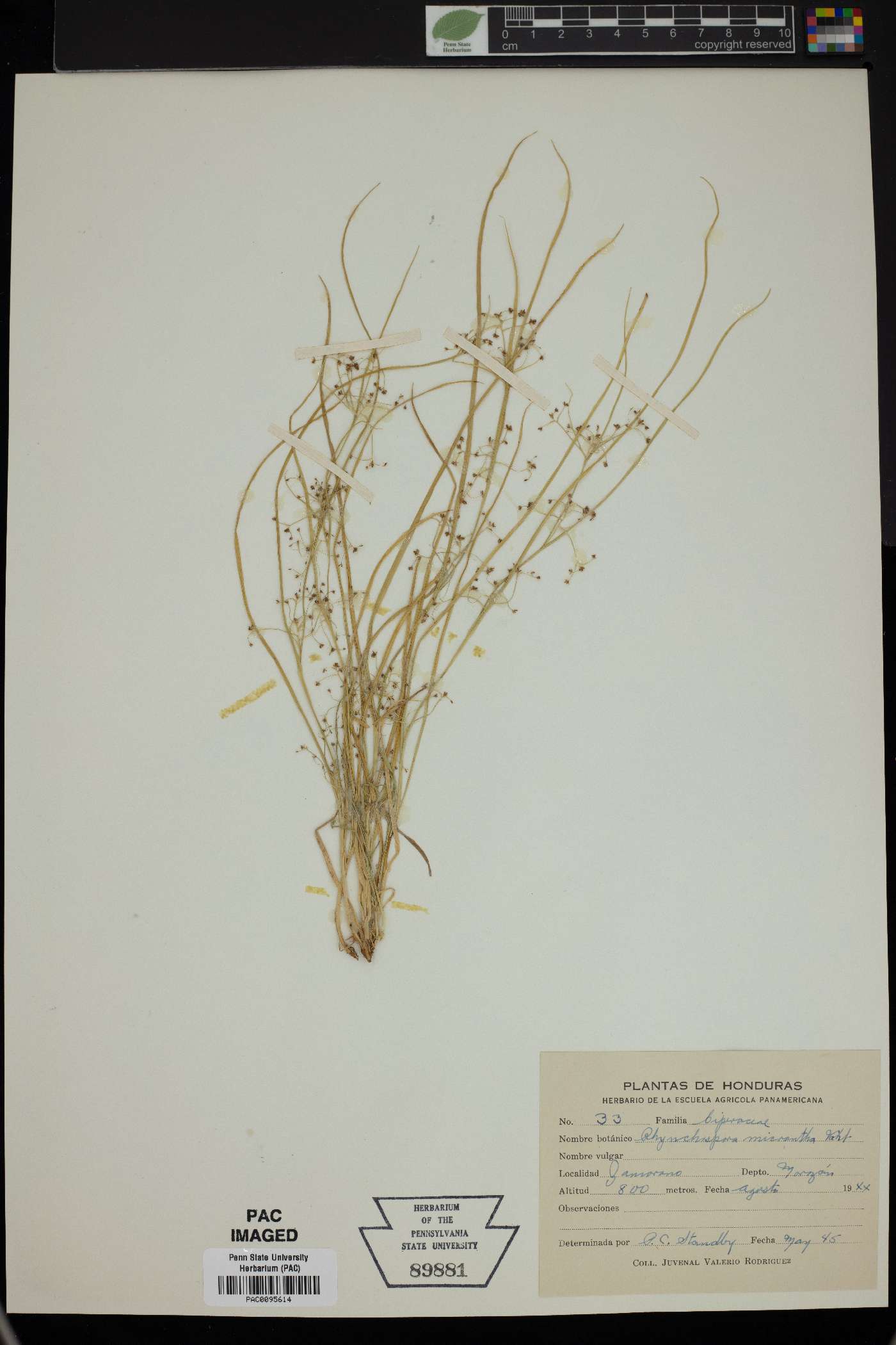 Rhynchospora micrantha image