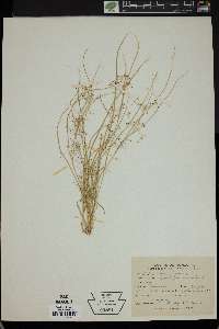 Rhynchospora micrantha image