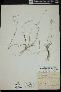 Rhynchospora radicans image