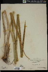 Acorus calamus image