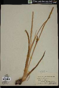 Acorus calamus image