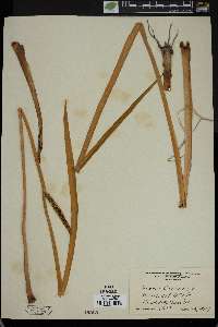 Acorus calamus image