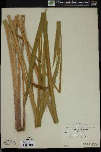 Acorus calamus image