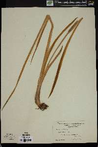 Acorus calamus image