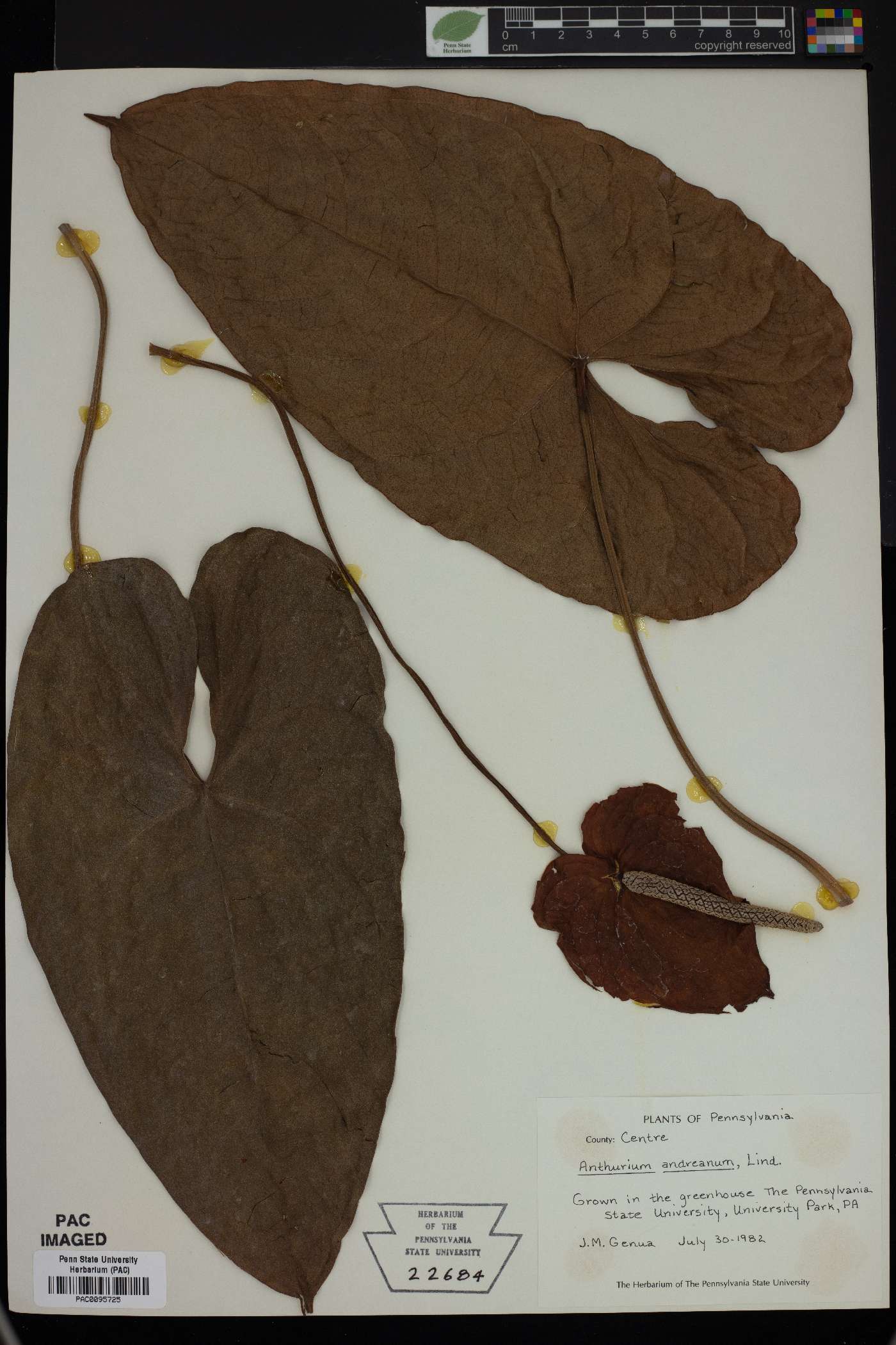 Anthurium andraeanum image
