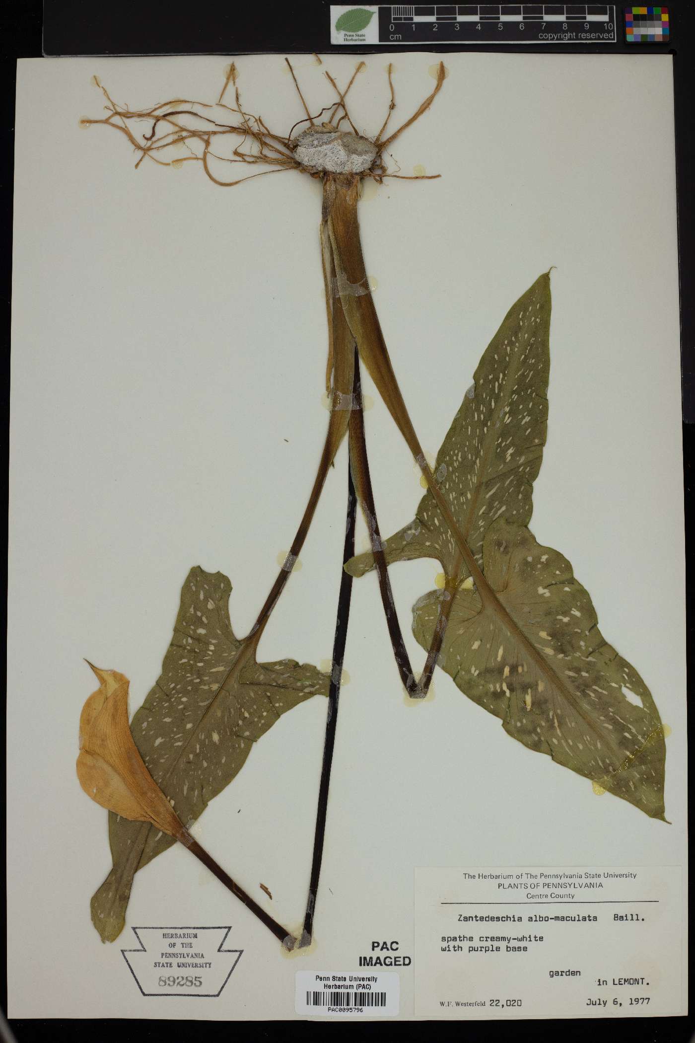 Zantedeschia albomaculata image