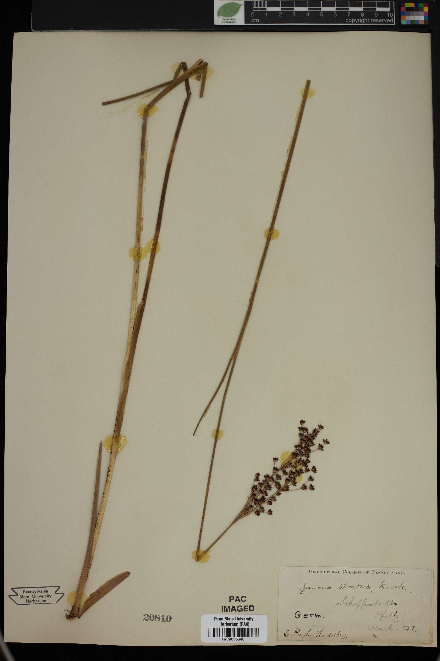 Juncus atratus image