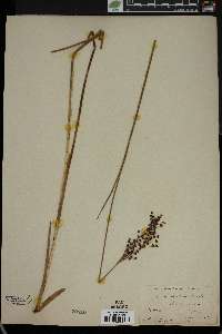 Juncus atratus image