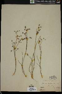 Juncus articulatus subsp. articulatus image