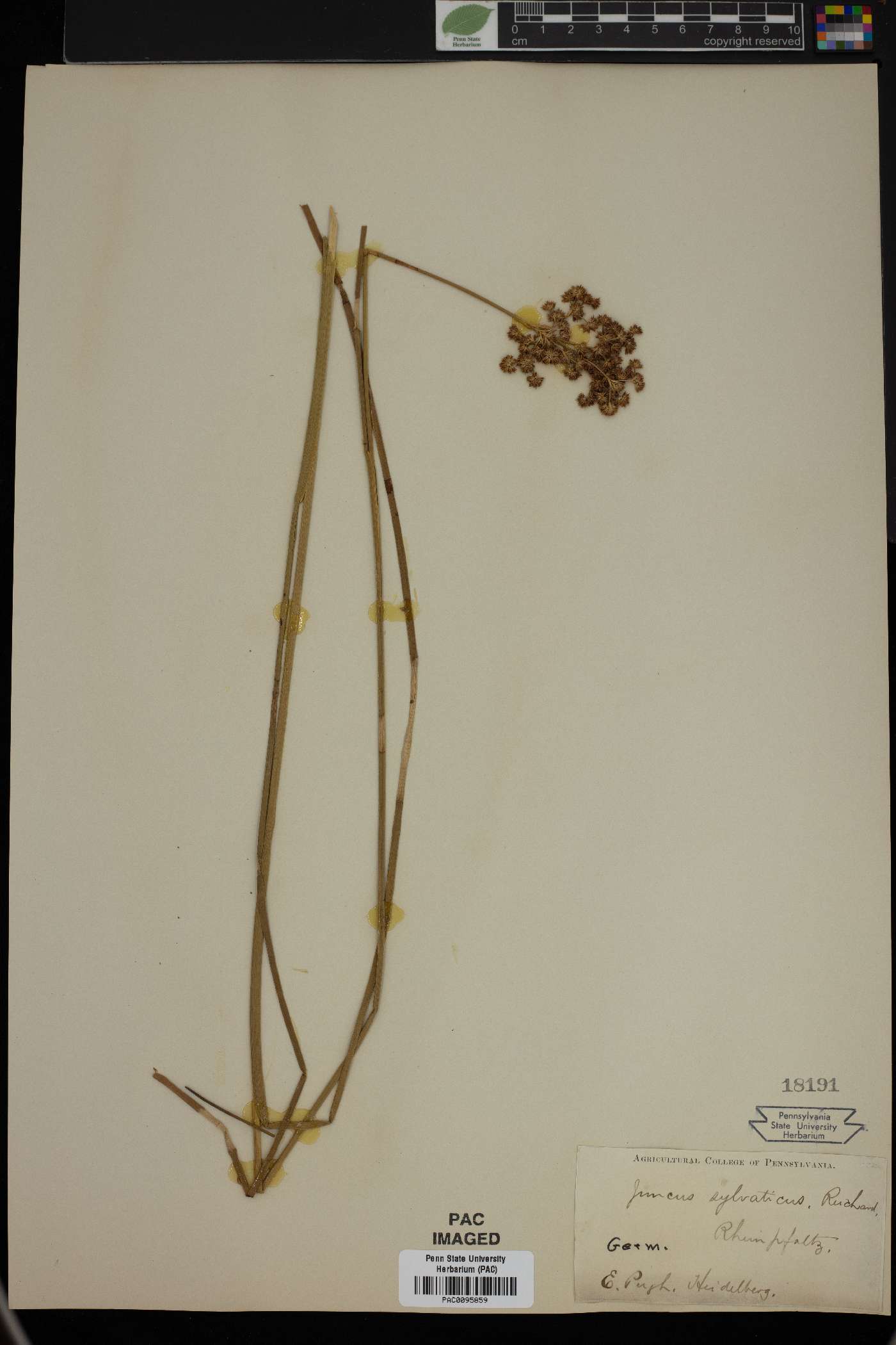 Juncus sylvaticus image