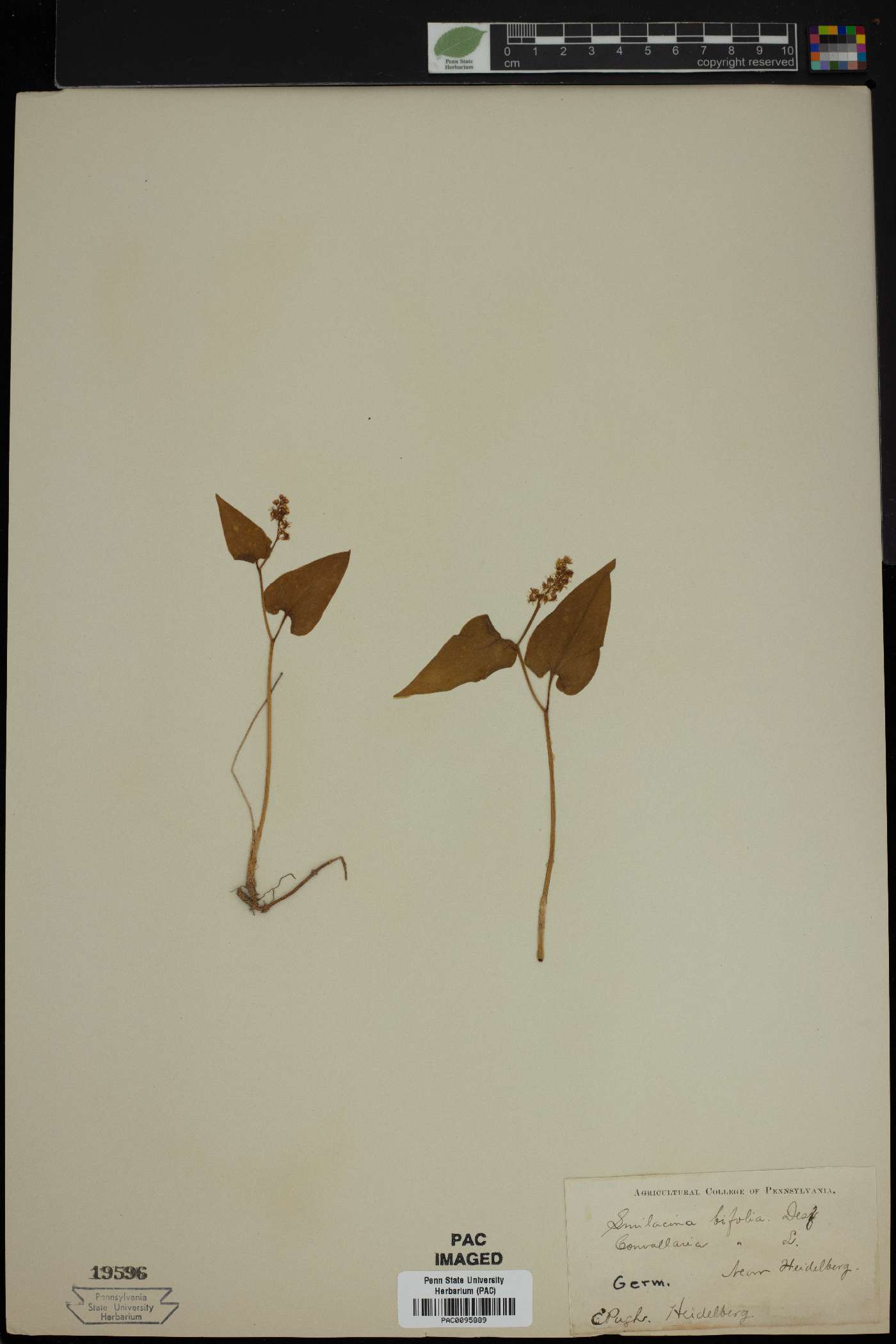 Smilacina bifolia image