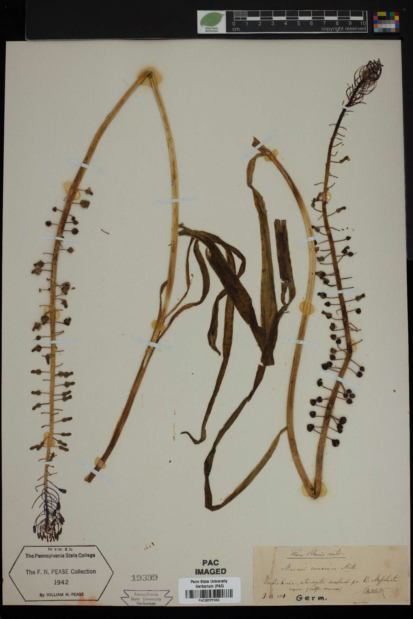 Muscari comosum image