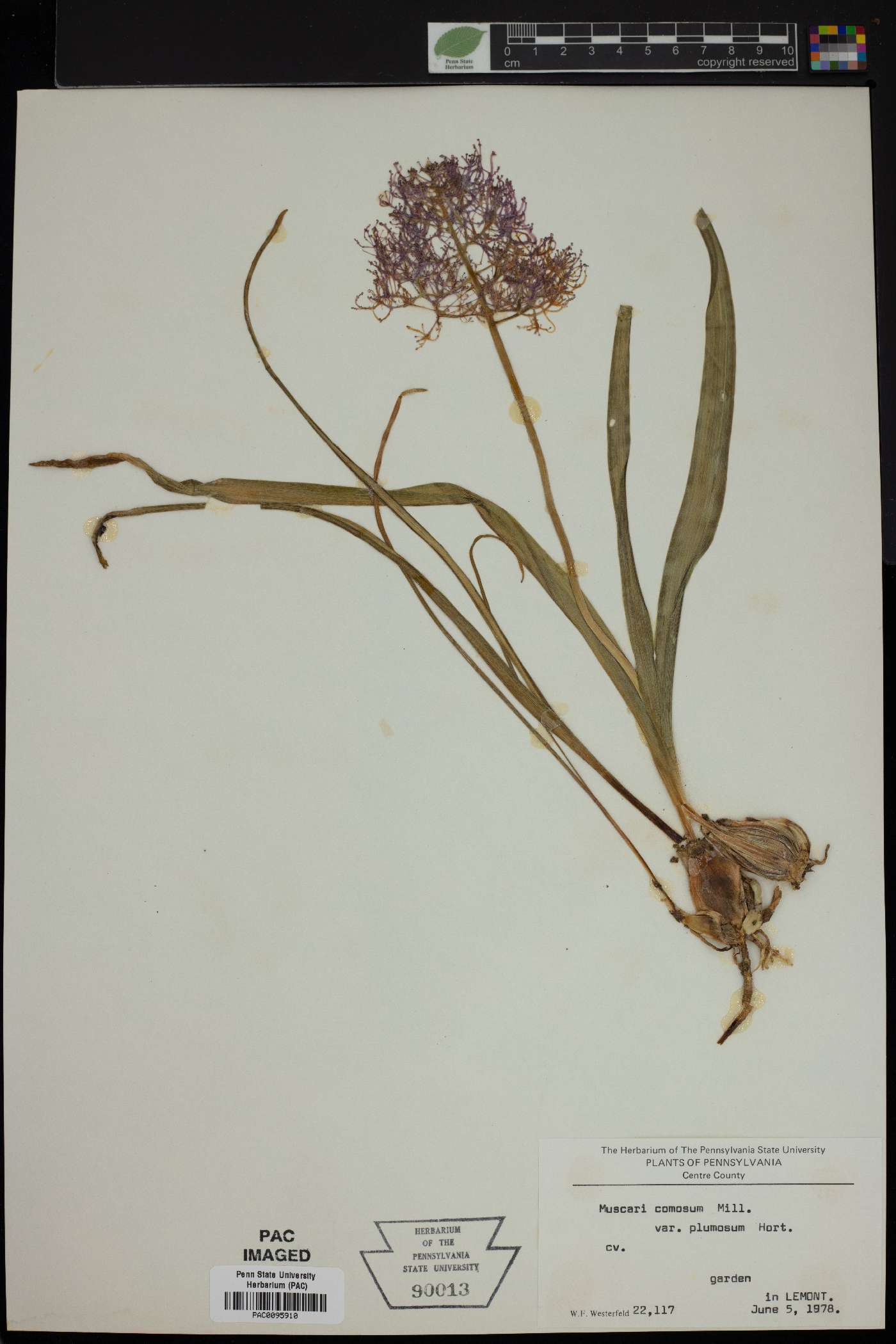 Muscari comosum image