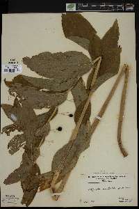 Image Associated With the Occurence