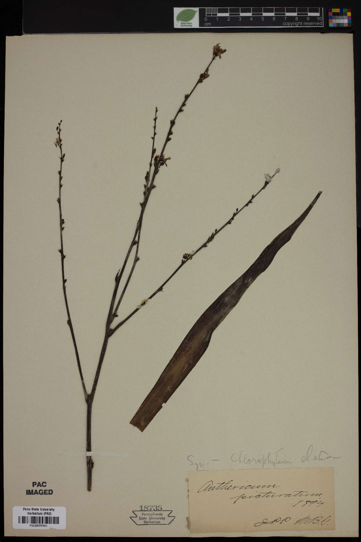 Chlorophytum capense image