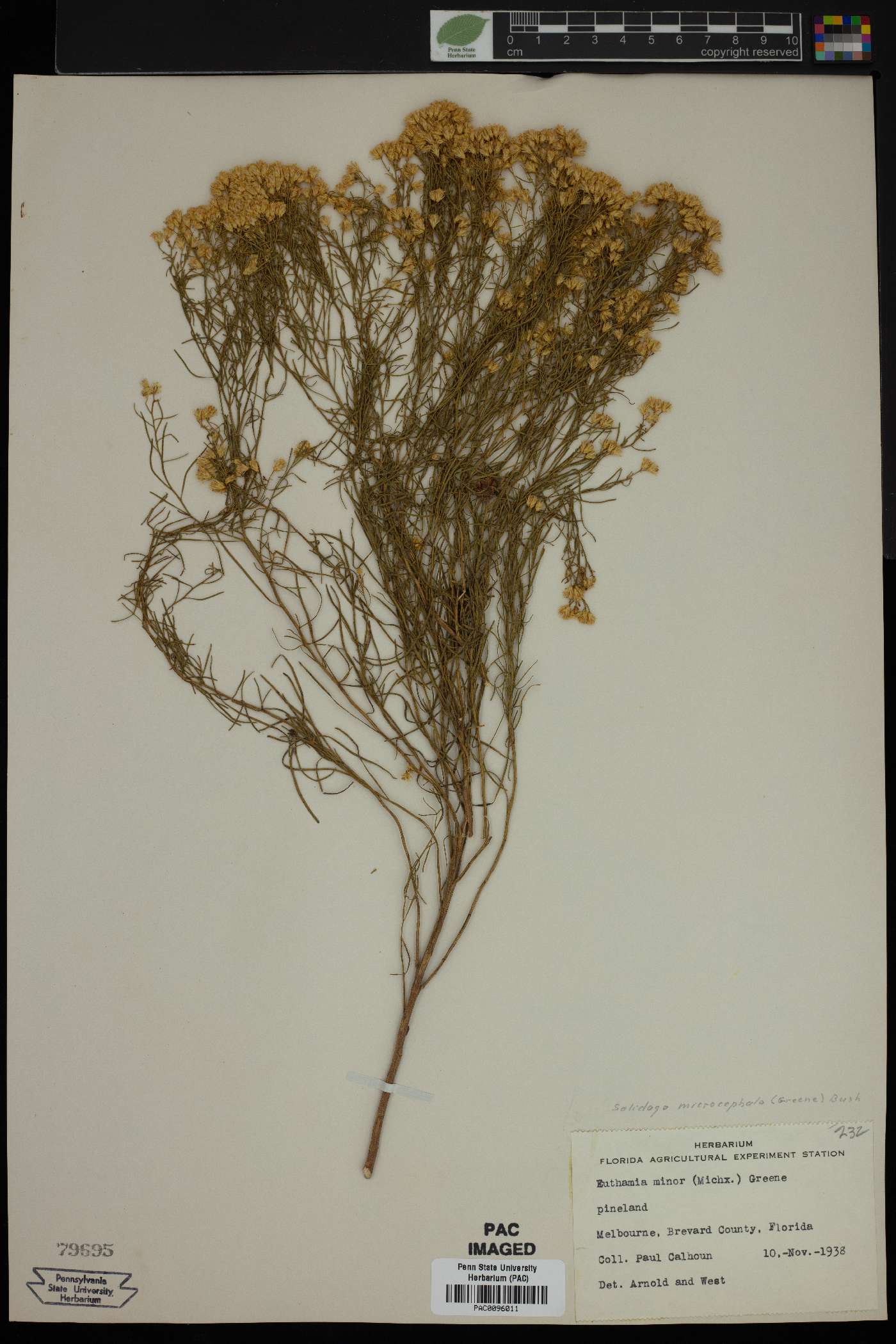 Solidago microcephala image