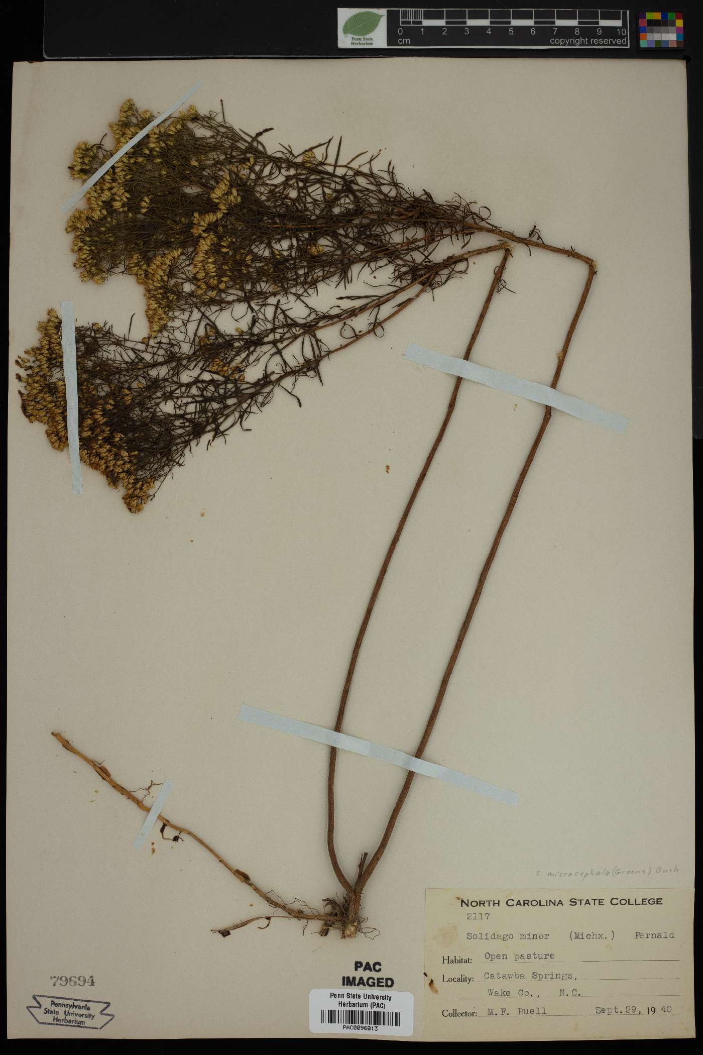 Solidago minor image