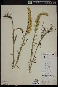 Solidago hispida image