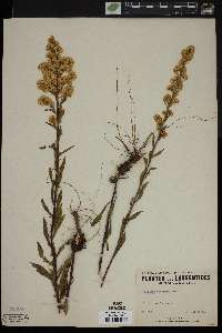 Solidago puberula image