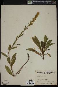 Solidago puberula image