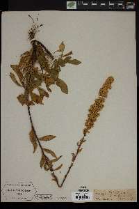 Solidago puberula image