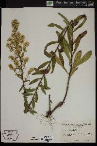 Solidago puberula image