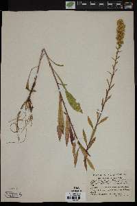 Solidago puberula image