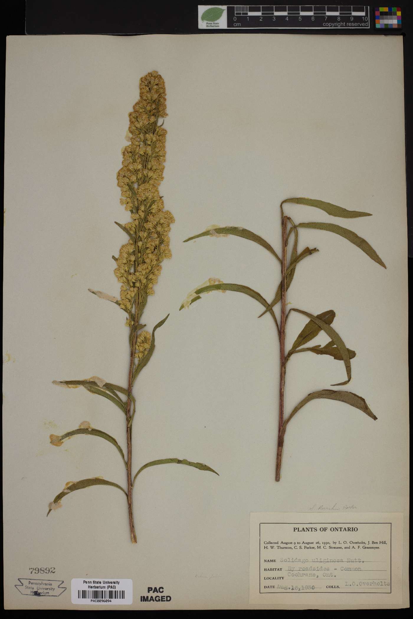 Solidago purshii image