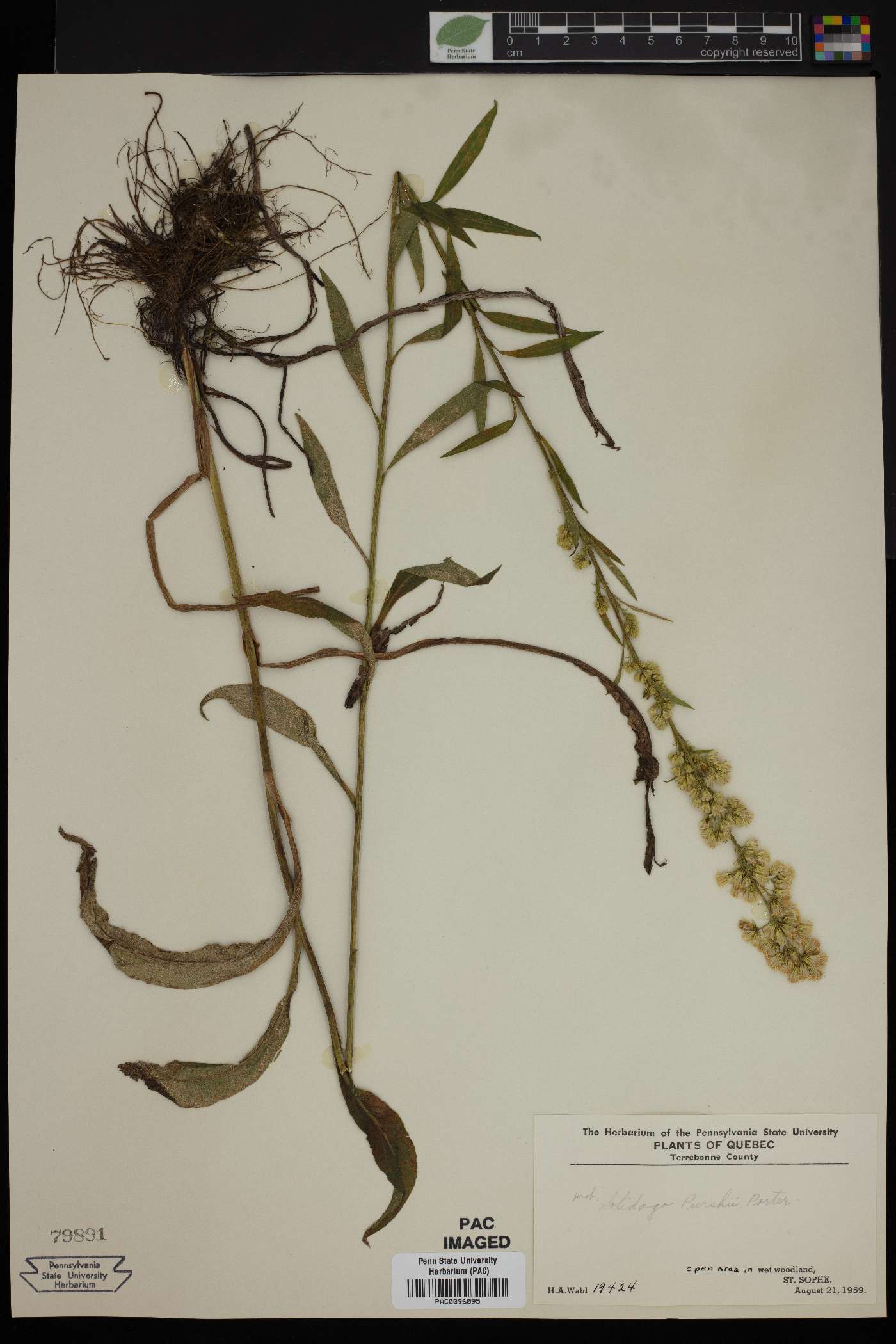 Solidago purshii image